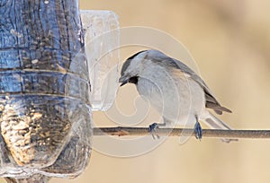 Marsh tit, Poecile palustris. On a frosty winter morning, a bird flew to the feeder and ate sunflower seeds