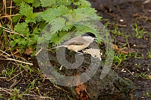 Marsh Tit, Poecile palustris, perched on a fallen log