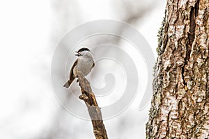 Marsh Tit poecile palustris resting on a branch