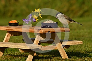 The marsh tit. Poecile palustris