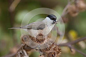 Marsh Tit, Poecile palustris on a thistle