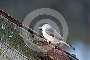 Marsh Tit (Poecile/Parus palustris)