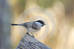 Marsh Tit (Poecile/Parus palustris)