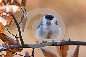 Marsh Tit resting on a branch