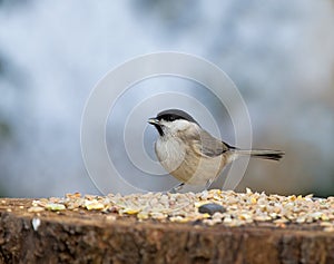 Marsh Tit with seed