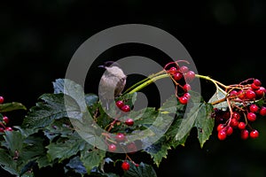 Marsh tit sitting on a branch with red berries