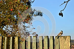 The Marsh Tit sitting on the old picket fencing.