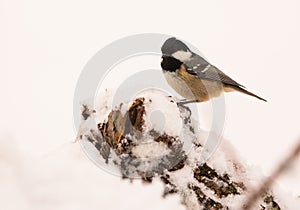 Marsh Tit on snow-covered branch