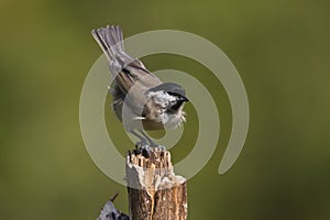 Marsh tit standing on a branch