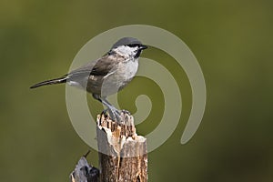 marsh tit standing on a branch