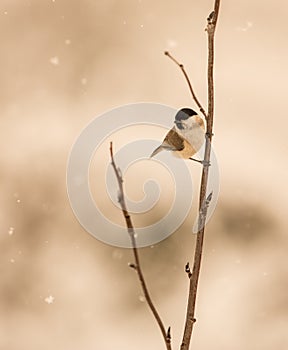 Marsh Tit under the snow