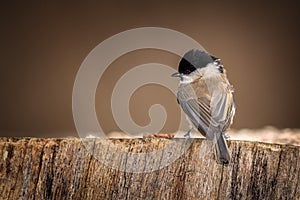 Marsh tit waiting at the table