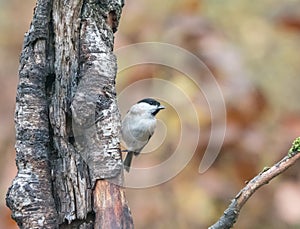 Marsh Tit in Woodland in English Countryside