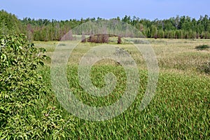 Marsh transitioning into forest landscape at Presquâ€™ile