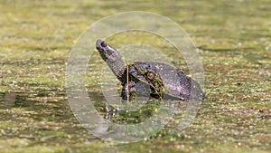 a marsh turtle climbed onto a snag