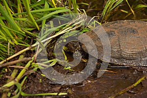 Marsh turtle, Emys orbicularis, in a forest puddle. Close up