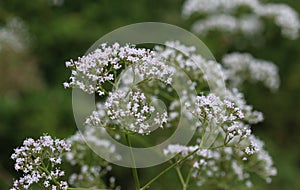 marsh valerian or Valeriana dioica, blooming in spring