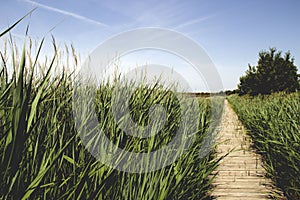 Marsh vegetation