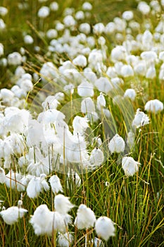 Marsh vegetation - cotton grass