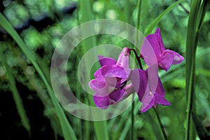 Marsh Vetchling   46080