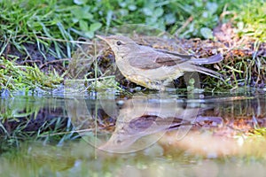 Marsh warbler (Acrocephalus palustris