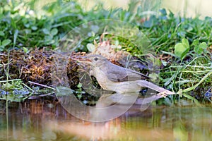 Marsh warbler (Acrocephalus palustris