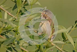 Marsh warbler - Acrocephalus palustris - at the meadow