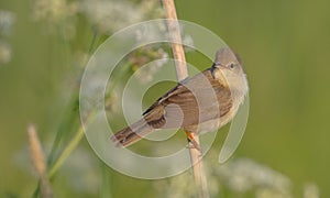 Marsh warbler - Acrocephalus palustris - at the meadow