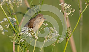 Marsh warbler - Acrocephalus palustris - at the meadow