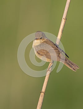Marsh warbler - Acrocephalus palustris - at the meadow