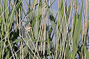 marsh warbler a common and common breeding and summer bird throughout Central Europe