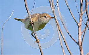 Marsh Warbler perched on tiny twigs with interested look