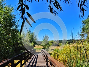 Marsh weathered Wooden Walking bridge. Golden fields. Intense blue sky. photo