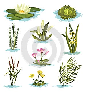 Marsh and wetland plants collection. Hand drawn botanical set. Reed, water lily, cane and carex. Swamp flora and fauna