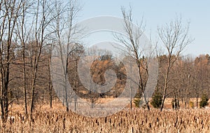 Marsh and Woodland Landscape on Sunny Winter Day