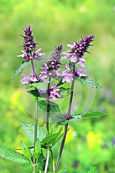 Marsh woundwort lat.Stachys palustris