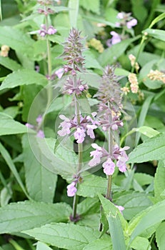 Marsh woundwort Stachys palustris pink flowers