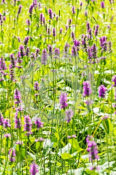 Marsh woundwort Stachys palustris pink flowers