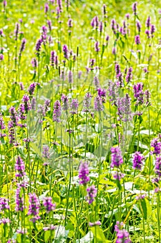 Marsh woundwort Stachys palustris pink flowers