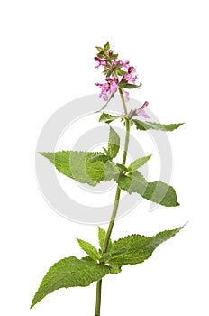 Marsh woundwort wildflower