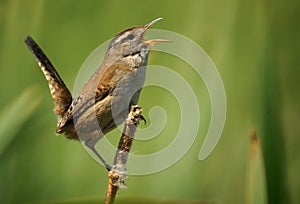 Marsh Wren