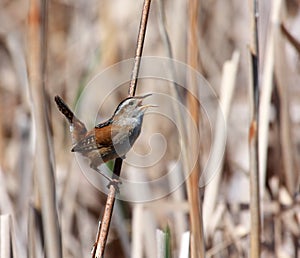 Marsh Wren photo
