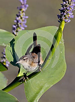 Marsh Wren