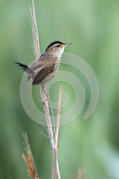 Marsh Wren