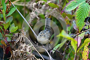 Marsh Wren, Cistothorus palustris