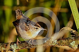 Marsh Wren Cistothorus palustris