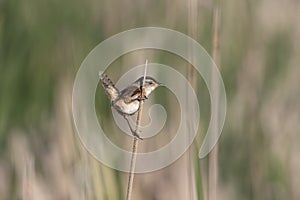 The marsh wren Cistothorus palustris.