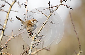 A marsh wren `Cistothorus palustris `