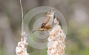 A marsh wren `Cistothorus palustris `