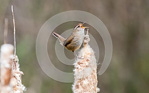 A marsh wren `Cistothorus palustris `